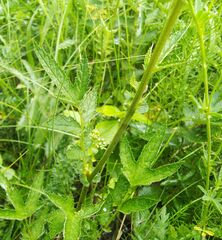 Filipendula stepposa