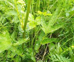 Filipendula stepposa
