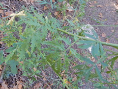 Descurainia californica