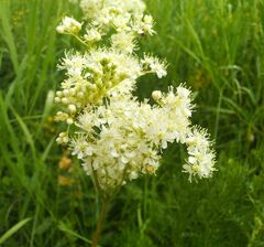 Filipendula stepposa