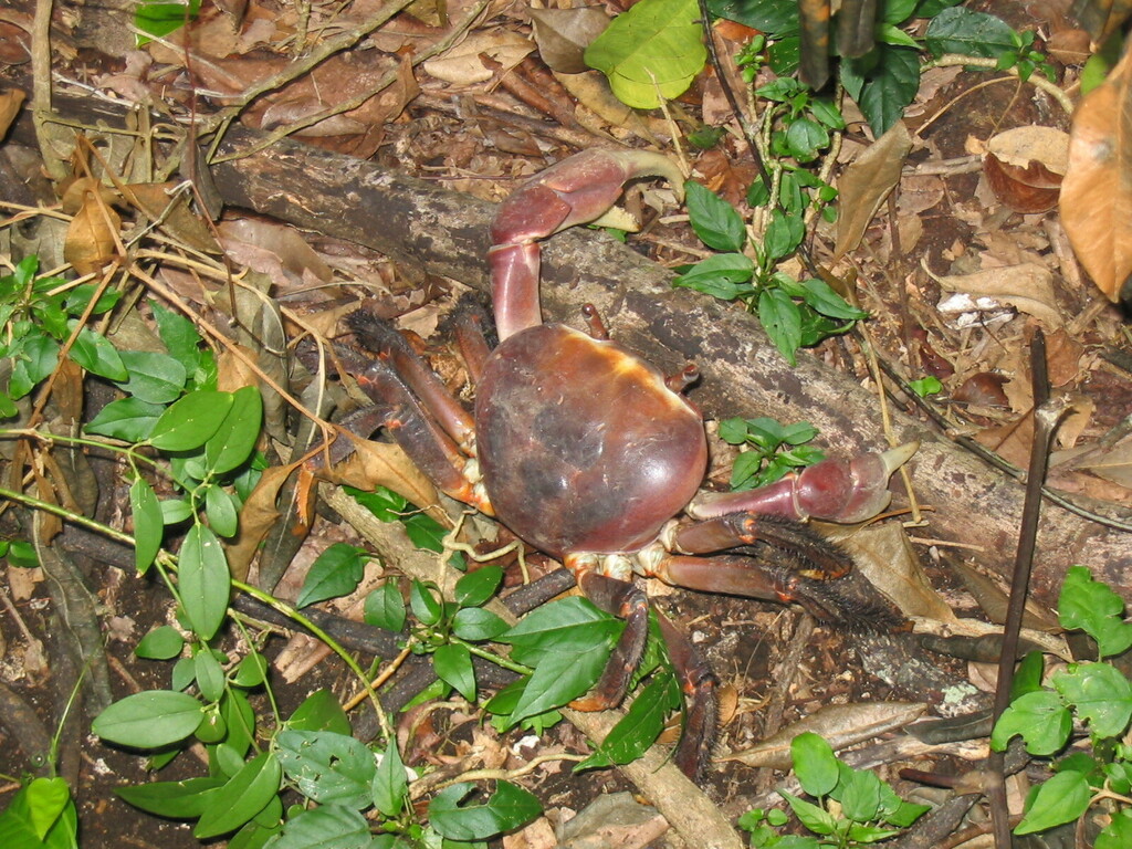 Brown Land Crab from L'Île des Pins, Nouvelle-Calédonie on December 30 ...