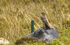 Paramo Ground Tyrant photo 3
