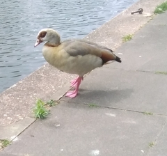 Alopochen aegyptiaca