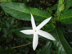 Atractocarpus bracteatus