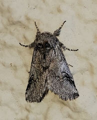 Astiptodonta aonides