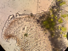 Caeruleum heppii