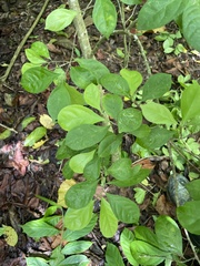 Casearia aculeata