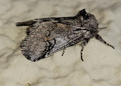 Astiptodonta aonides