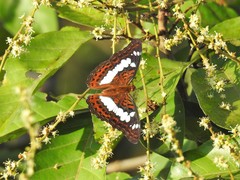Moduza procris milonia