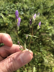 Gentianella propinqua
