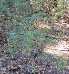 Descurainia californica