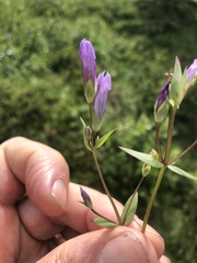 Gentianella propinqua