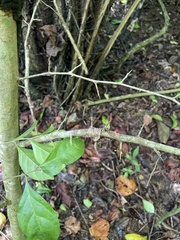 Casearia aculeata