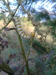 Cucullia scrophulariae
