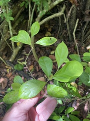 Casearia aculeata