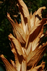 Acanthus mollis