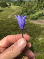 Campanula lasiocarpa