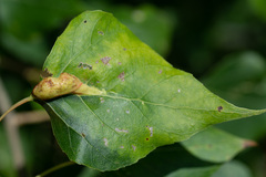 Pemphigus populinigrae