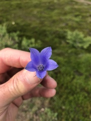 Campanula lasiocarpa