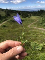 Campanula lasiocarpa