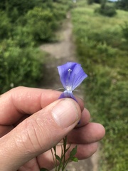 Campanula lasiocarpa