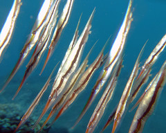 Centriscus scutatus