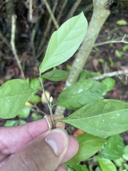 Casearia aculeata