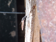 Satyramoeba hetrusca