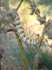 Cucullia scrophulariae