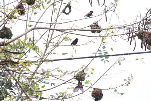 Chestnut-and-black Weaver (Ploceus castaneofuscus), photo 9