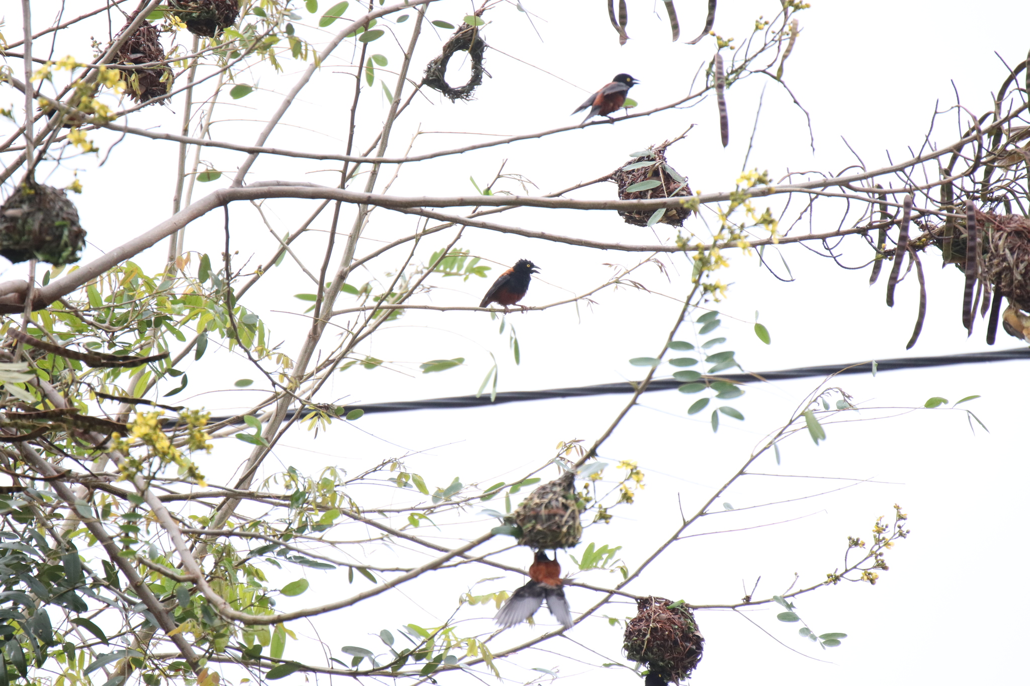 Chestnut-and-black Weaver (Ploceus castaneofuscus)