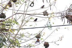 Ploceus castaneofuscus