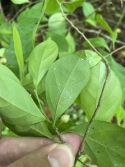 Casearia aculeata