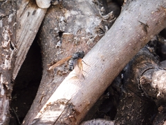 Satyramoeba hetrusca