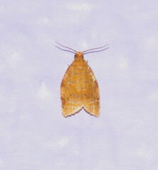 Clepsis metalleta