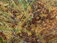 Sphagnum magellanicum