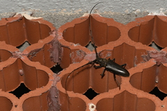 Nadezhdiella cantori