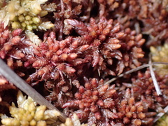 Sphagnum magellanicum
