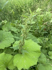 Urtica galeopsifolia