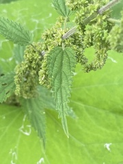 Urtica galeopsifolia