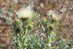 Cirsium cymosum