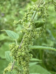 Urtica galeopsifolia
