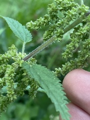 Urtica galeopsifolia