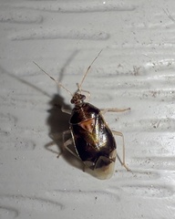 Deraeocoris lutescens