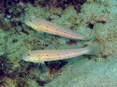 Valenciennea puellaris