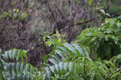 Ploceus cucullatus