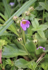 Primula cuneifolia