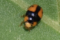 Brachiacantha tau