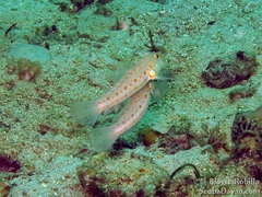 Valenciennea puellaris