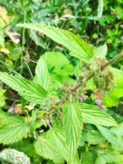 Urtica galeopsifolia